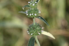 Leucas martinicensis